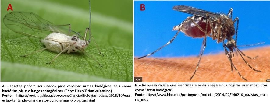 Insetos